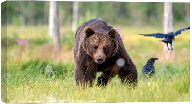 European Brown Bear, Finland Canvas Print by Alan Crawford