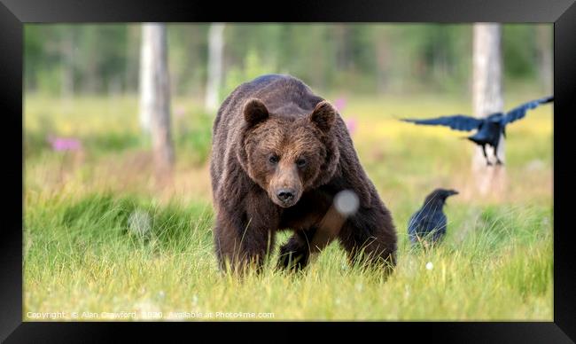 European Brown Bear, Finland Framed Print by Alan Crawford