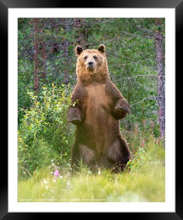 European Brown Bear, Finland Framed Mounted Print by Alan Crawford