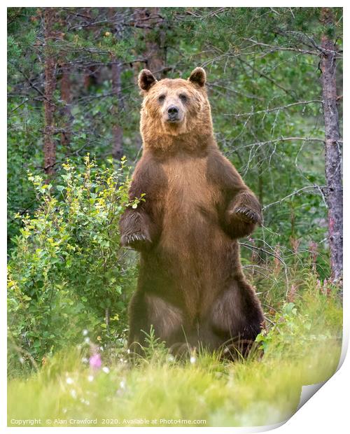 European Brown Bear, Finland Print by Alan Crawford
