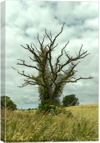 Strange tree at Blisworth, Northamptonshire Canvas Print by Clive Wells