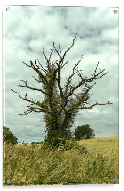 Strange tree at Blisworth, Northamptonshire Acrylic by Clive Wells