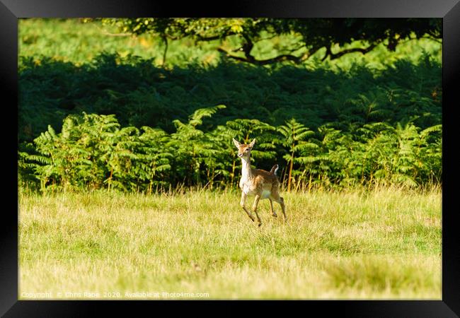 Fallow Deer fawn Framed Print by Chris Rabe