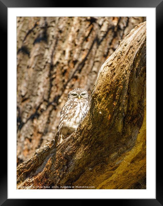 Little Owl staring intensely at camera Framed Mounted Print by Chris Rabe