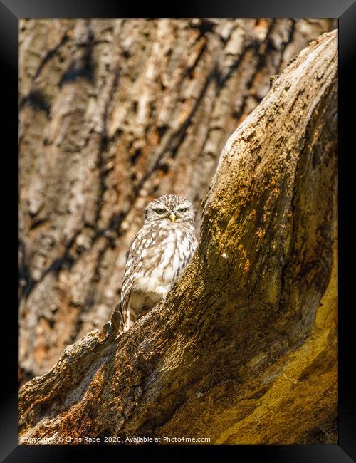 Little Owl staring intensely at camera Framed Print by Chris Rabe
