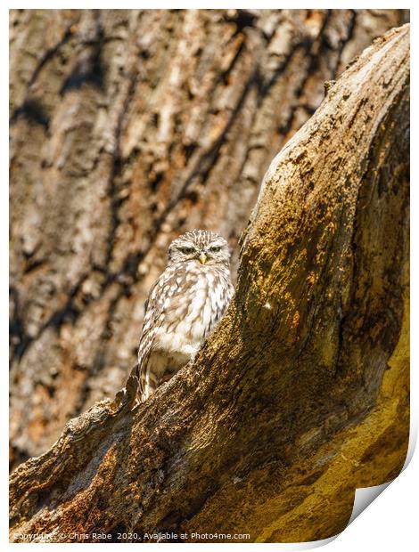 Little Owl staring intensely at camera Print by Chris Rabe