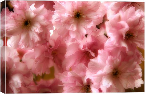 Cherry Blossom Spring Canvas Print by Ann Garrett