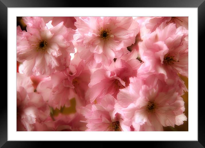 Cherry Blossom Spring Framed Mounted Print by Ann Garrett