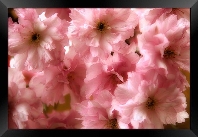 Cherry Blossom Spring Framed Print by Ann Garrett