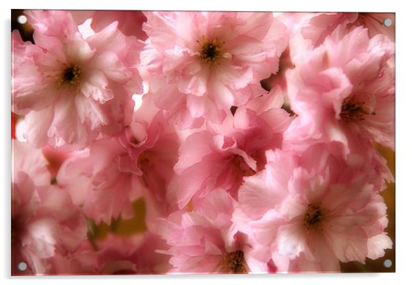 Cherry Blossom Spring Acrylic by Ann Garrett