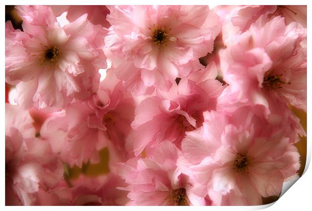 Cherry Blossom Spring Print by Ann Garrett