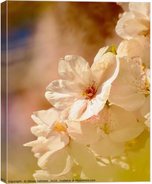 Spring Blossom  Canvas Print by Simon Johnson