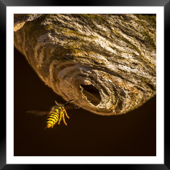 Wasp Heading Home Framed Mounted Print by Mike Lanning