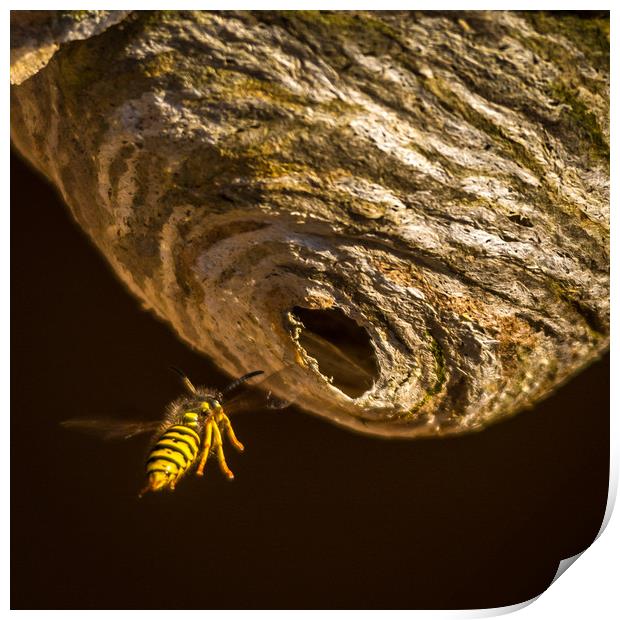 Wasp Heading Home Print by Mike Lanning