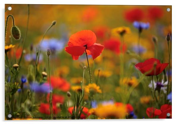 Sunlit poppy  Acrylic by Simon Johnson