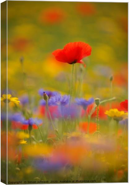 Cotswold poppy  in wild flkower meadow Canvas Print by Simon Johnson