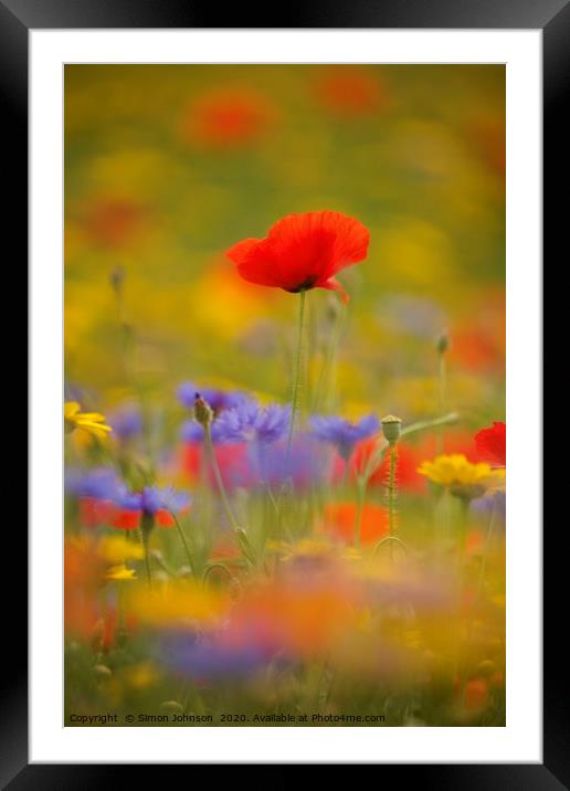 Cotswold poppy  in wild flkower meadow Framed Mounted Print by Simon Johnson
