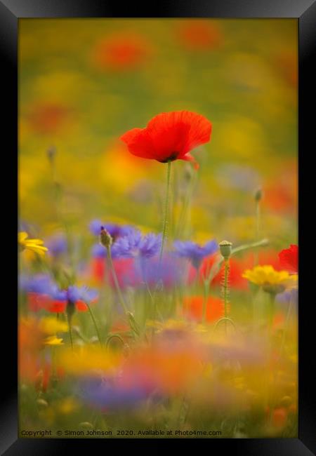 Cotswold poppy  in wild flkower meadow Framed Print by Simon Johnson
