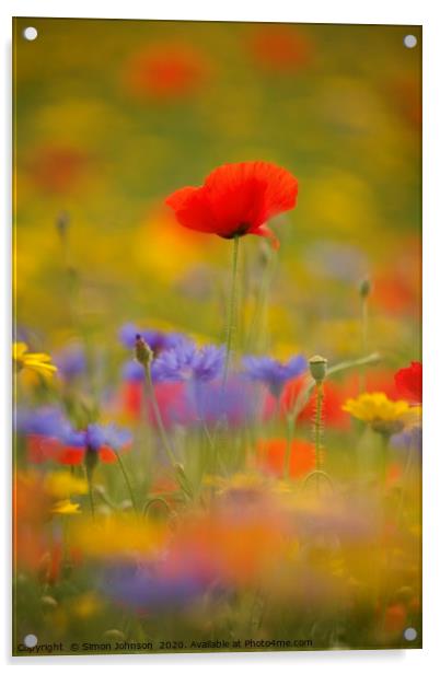 Cotswold poppy  in wild flkower meadow Acrylic by Simon Johnson