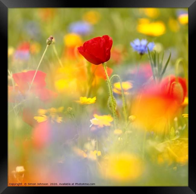 Wild flower meadow Framed Print by Simon Johnson