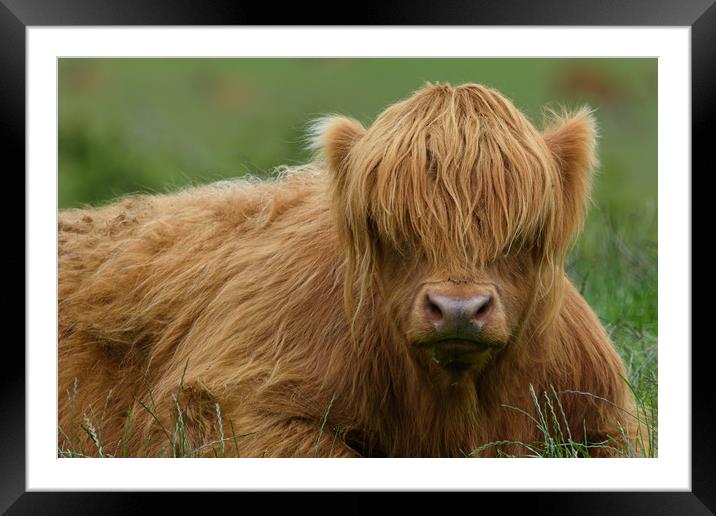 Highland Cow Framed Mounted Print by Tommy Dickson