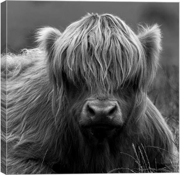 Highland Coo. Canvas Print by Tommy Dickson
