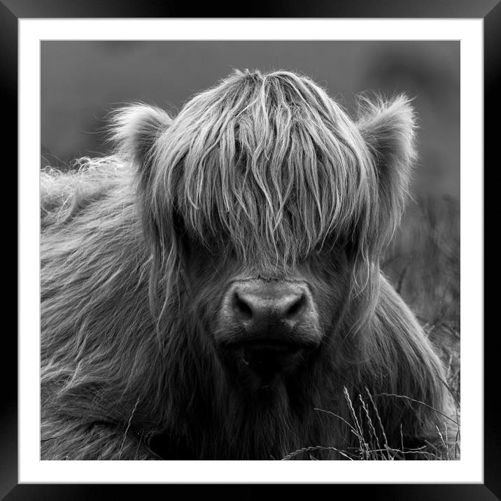 Highland Coo. Framed Mounted Print by Tommy Dickson