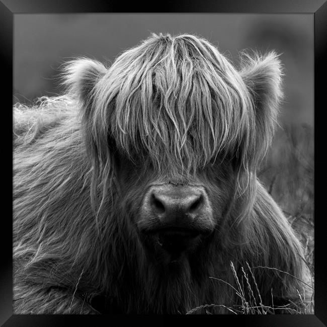 Highland Coo. Framed Print by Tommy Dickson