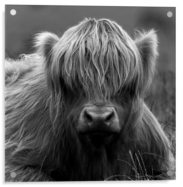 Highland Coo. Acrylic by Tommy Dickson