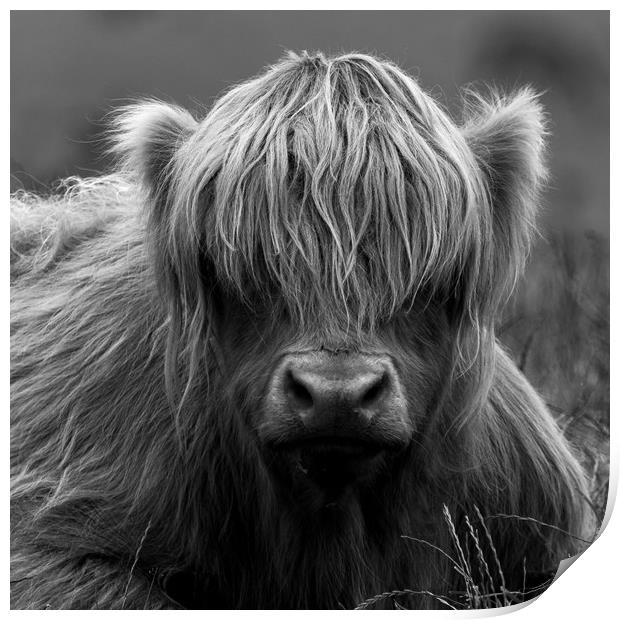Highland Coo. Print by Tommy Dickson
