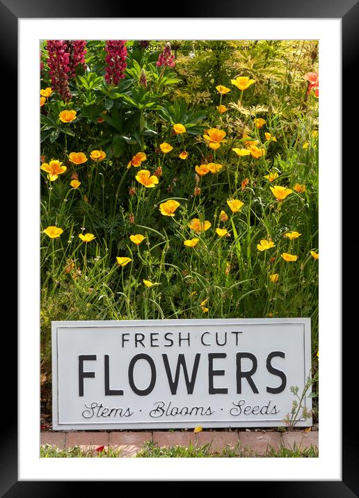 Garden flowers with fresh cut flower sign 0749 Framed Mounted Print by Simon Bratt LRPS