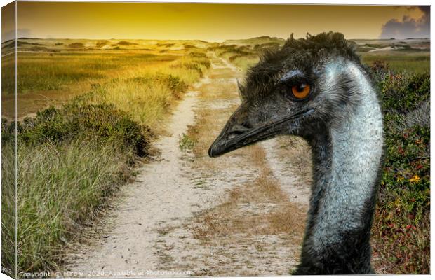 Road to sand dunes with emu Canvas Print by Miro V