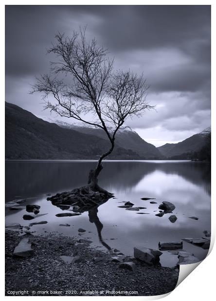 The Lonely Tree Print by mark baker