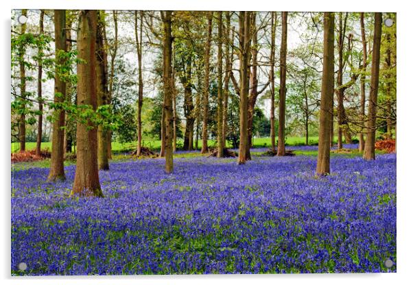 Bluebell Woods Greys Court Oxfordshire UK Acrylic by Andy Evans Photos