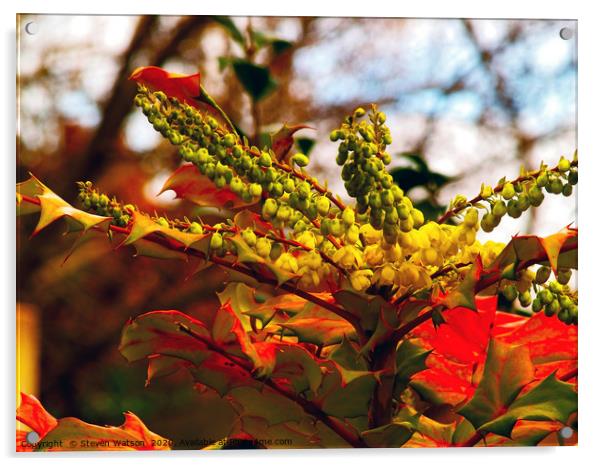 Mahonia Aquifolium Acrylic by Steven Watson