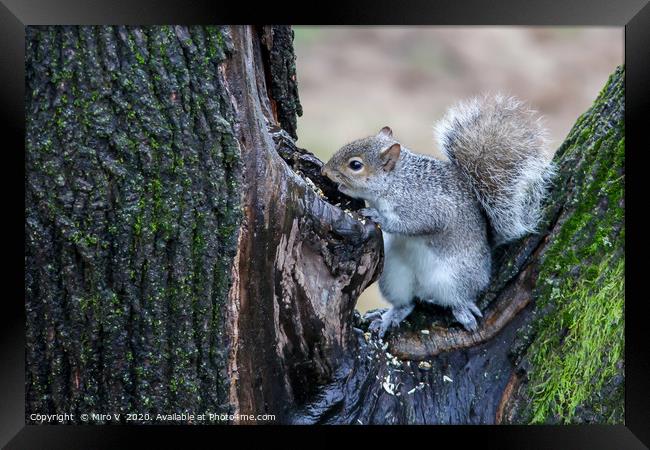 Grey squirrel on tree finding food Framed Print by Miro V