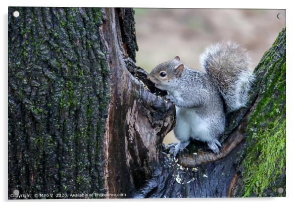 Grey squirrel on tree finding food Acrylic by Miro V