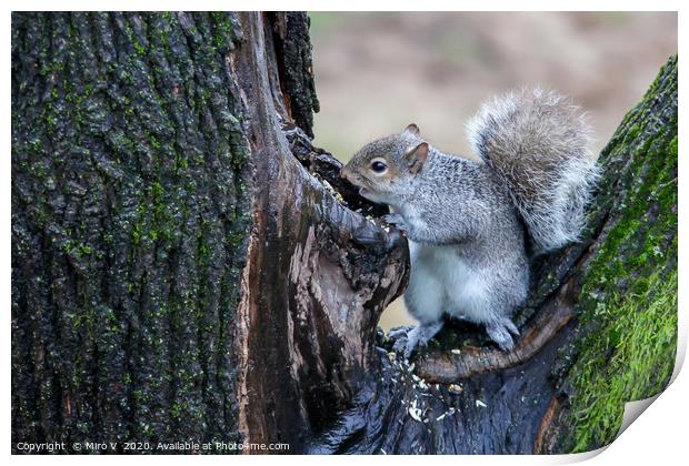 Grey squirrel on tree finding food Print by Miro V