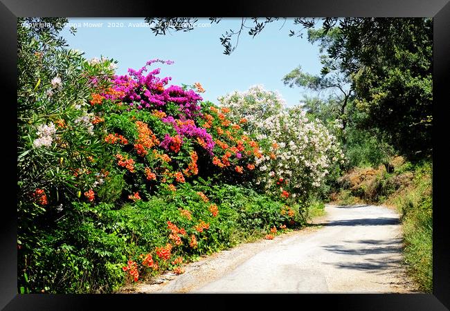 The Flowers of the Corfu Countryside Framed Print by Diana Mower