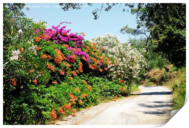 The Flowers of the Corfu Countryside Print by Diana Mower
