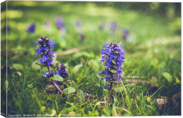 Purple springtime flowers in grass Canvas Print by Miro V