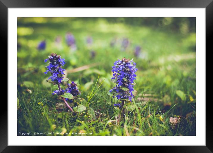 Purple springtime flowers in grass Framed Mounted Print by Miro V