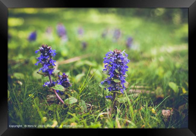 Purple springtime flowers in grass Framed Print by Miro V