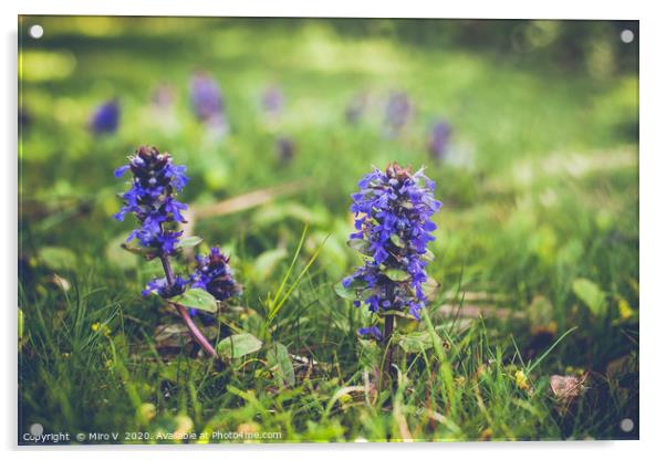 Purple springtime flowers in grass Acrylic by Miro V