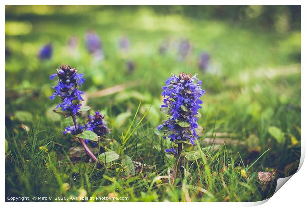 Purple springtime flowers in grass Print by Miro V