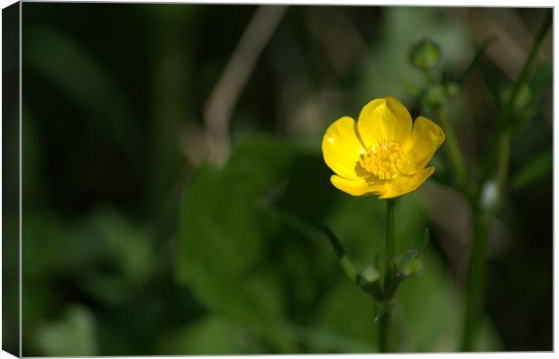 Buttercup Canvas Print by Chris Day
