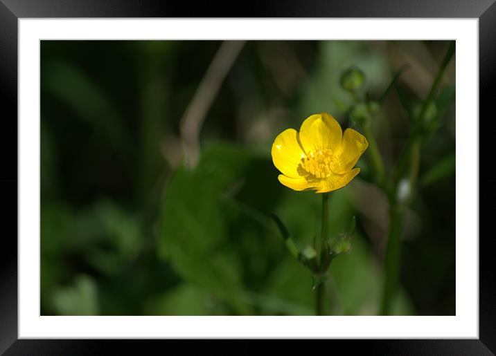 Buttercup Framed Mounted Print by Chris Day