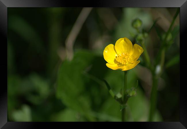 Buttercup Framed Print by Chris Day