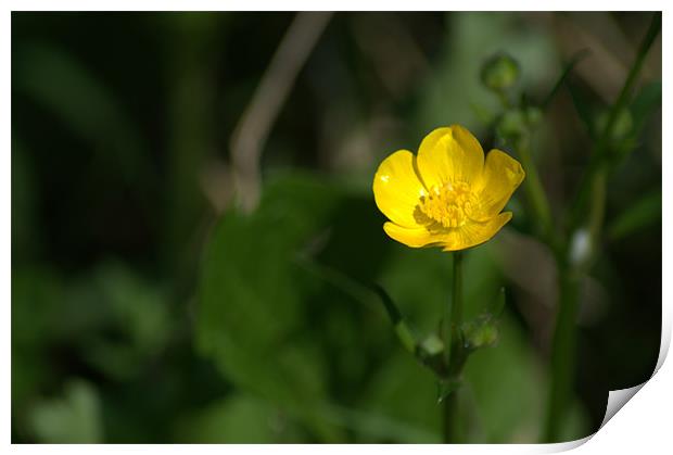 Buttercup Print by Chris Day