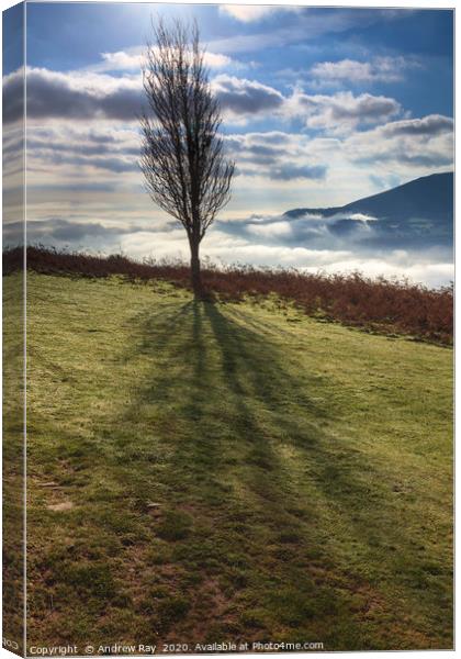 Winter tree above the Usk Valley Canvas Print by Andrew Ray